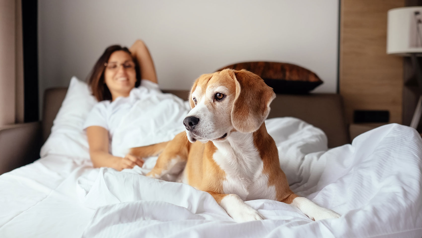 Medium size dog, laying on a bed, a person in the background