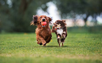 Two small dogs running in grass, one dog with an apple in its mouth