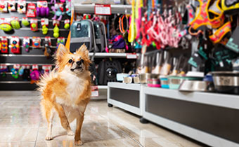 Small dog inside a pet store, looking up