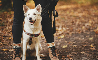 Large white dog, sitting down between a person’s legs, with a leash and harness on