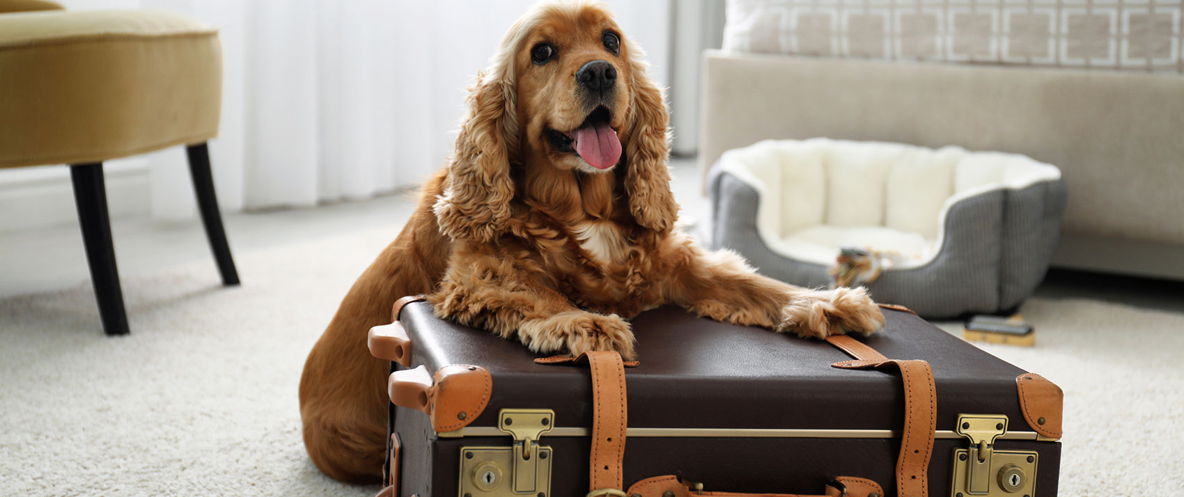 Medium sized dog, sitting on a suitcase, looking at the camera